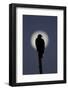 Turkey Vulture (Cathartes aura) silhouetted at dawn, with moon in background, Florida, USA-Edward Myles-Framed Photographic Print