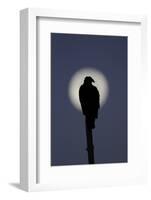 Turkey Vulture (Cathartes aura) silhouetted at dawn, with moon in background, Florida, USA-Edward Myles-Framed Photographic Print