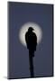 Turkey Vulture (Cathartes aura) silhouetted at dawn, with moon in background, Florida, USA-Edward Myles-Mounted Photographic Print