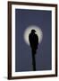 Turkey Vulture (Cathartes aura) silhouetted at dawn, with moon in background, Florida, USA-Edward Myles-Framed Photographic Print