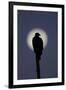 Turkey Vulture (Cathartes aura) silhouetted at dawn, with moon in background, Florida, USA-Edward Myles-Framed Photographic Print