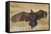 Turkey Vulture (Cathartes Aura) Warming in Morning Sun, Texas, USA-Larry Ditto-Framed Stretched Canvas