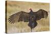 Turkey Vulture (Cathartes Aura) Warming in Morning Sun, Texas, USA-Larry Ditto-Stretched Canvas