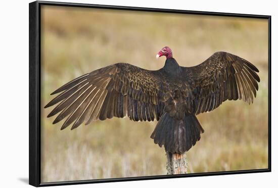 Turkey Vulture (Cathartes Aura) Warming in Morning Sun, Texas, USA-Larry Ditto-Framed Photographic Print
