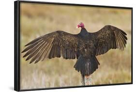 Turkey Vulture (Cathartes Aura) Warming in Morning Sun, Texas, USA-Larry Ditto-Framed Photographic Print