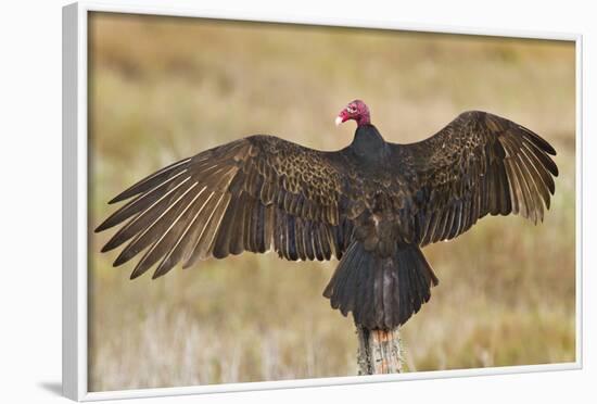 Turkey Vulture (Cathartes Aura) Warming in Morning Sun, Texas, USA-Larry Ditto-Framed Photographic Print