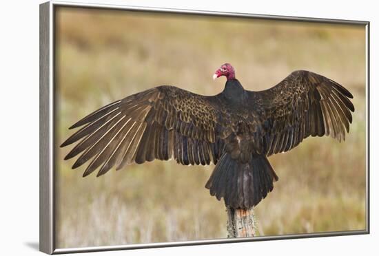 Turkey Vulture (Cathartes Aura) Warming in Morning Sun, Texas, USA-Larry Ditto-Framed Photographic Print