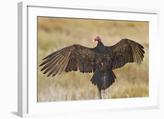 Turkey Vulture (Cathartes Aura) Warming in Morning Sun, Texas, USA-Larry Ditto-Framed Photographic Print