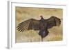 Turkey Vulture (Cathartes Aura) Warming in Morning Sun, Texas, USA-Larry Ditto-Framed Photographic Print