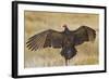 Turkey Vulture (Cathartes Aura) Warming in Morning Sun, Texas, USA-Larry Ditto-Framed Photographic Print