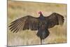 Turkey Vulture (Cathartes Aura) Warming in Morning Sun, Texas, USA-Larry Ditto-Mounted Photographic Print