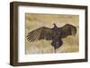 Turkey Vulture (Cathartes Aura) Warming in Morning Sun, Texas, USA-Larry Ditto-Framed Photographic Print