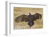 Turkey Vulture (Cathartes Aura) Warming in Morning Sun, Texas, USA-Larry Ditto-Framed Photographic Print