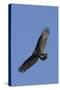 Turkey Vulture in Flight-Hal Beral-Stretched Canvas