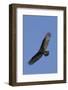 Turkey Vulture in Flight-Hal Beral-Framed Photographic Print