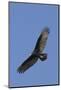 Turkey Vulture in Flight-Hal Beral-Mounted Photographic Print