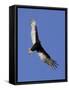 Turkey Vulture Soars Against a Cloudless Sky in Carmel-null-Framed Stretched Canvas