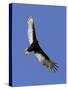 Turkey Vulture Soars Against a Cloudless Sky in Carmel-null-Stretched Canvas