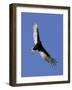 Turkey Vulture Soars Against a Cloudless Sky in Carmel-null-Framed Photographic Print