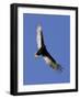 Turkey Vulture Soars Against a Cloudless Sky in Carmel-null-Framed Photographic Print