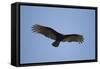 Turkey Vulture-Joe McDonald-Framed Stretched Canvas