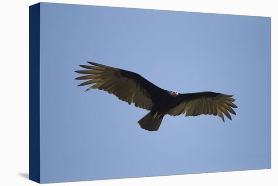 Turkey Vulture-Joe McDonald-Stretched Canvas