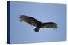 Turkey Vulture-Joe McDonald-Stretched Canvas