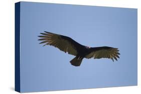 Turkey Vulture-Joe McDonald-Stretched Canvas