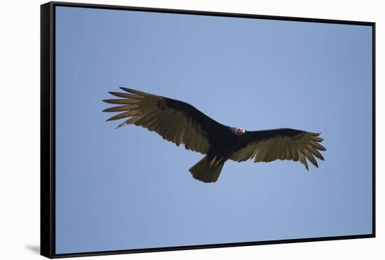 Turkey Vulture-Joe McDonald-Framed Stretched Canvas