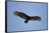 Turkey Vulture-Joe McDonald-Framed Stretched Canvas