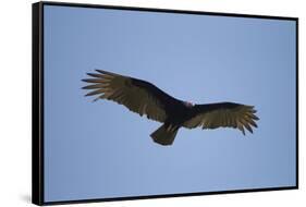 Turkey Vulture-Joe McDonald-Framed Stretched Canvas