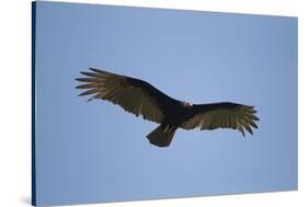 Turkey Vulture-Joe McDonald-Stretched Canvas