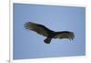 Turkey Vulture-Joe McDonald-Framed Photographic Print