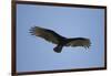 Turkey Vulture-Joe McDonald-Framed Photographic Print