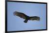 Turkey Vulture-Joe McDonald-Framed Photographic Print