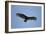 Turkey Vulture-Joe McDonald-Framed Photographic Print