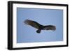 Turkey Vulture-Joe McDonald-Framed Photographic Print