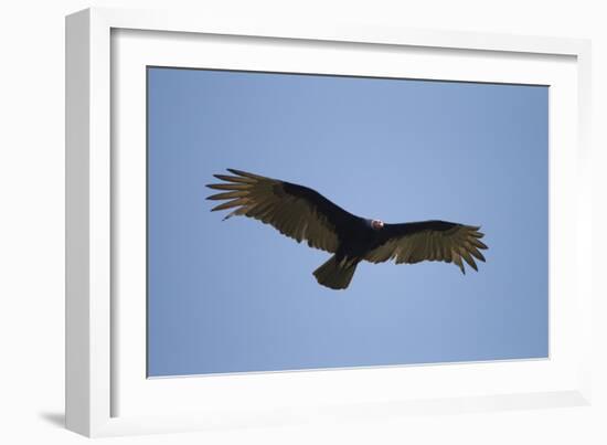 Turkey Vulture-Joe McDonald-Framed Photographic Print