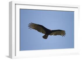 Turkey Vulture-Joe McDonald-Framed Photographic Print