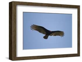 Turkey Vulture-Joe McDonald-Framed Photographic Print