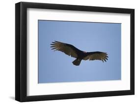 Turkey Vulture-Joe McDonald-Framed Photographic Print