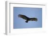 Turkey Vulture-Joe McDonald-Framed Photographic Print