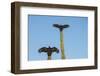 Turkey vultures on Cardon cacti, morning warm-up, San Ignacio, Baja California, Mexico, North Ameri-Tony Waltham-Framed Photographic Print