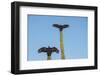 Turkey vultures on Cardon cacti, morning warm-up, San Ignacio, Baja California, Mexico, North Ameri-Tony Waltham-Framed Photographic Print