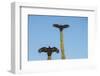 Turkey vultures on Cardon cacti, morning warm-up, San Ignacio, Baja California, Mexico, North Ameri-Tony Waltham-Framed Photographic Print