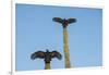 Turkey vultures on Cardon cacti, morning warm-up, San Ignacio, Baja California, Mexico, North Ameri-Tony Waltham-Framed Photographic Print