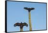 Turkey vultures on Cardon cacti, morning warm-up, San Ignacio, Baja California, Mexico, North Ameri-Tony Waltham-Framed Stretched Canvas