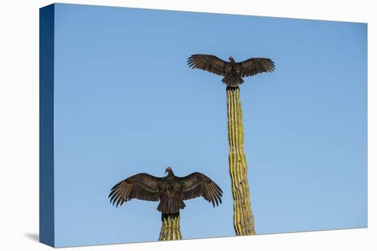 Turkey vultures on Cardon cacti, morning warm-up, San Ignacio, Baja California, Mexico, North Ameri-Tony Waltham-Stretched Canvas