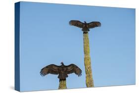 Turkey vultures on Cardon cacti, morning warm-up, San Ignacio, Baja California, Mexico, North Ameri-Tony Waltham-Stretched Canvas