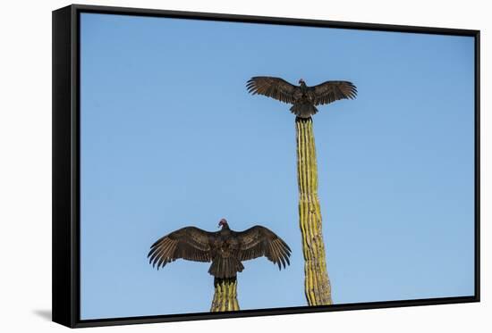 Turkey vultures on Cardon cacti, morning warm-up, San Ignacio, Baja California, Mexico, North Ameri-Tony Waltham-Framed Stretched Canvas